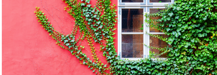 Grüner Efeu rankt an einer roten Hauswand neben einem Fenster.